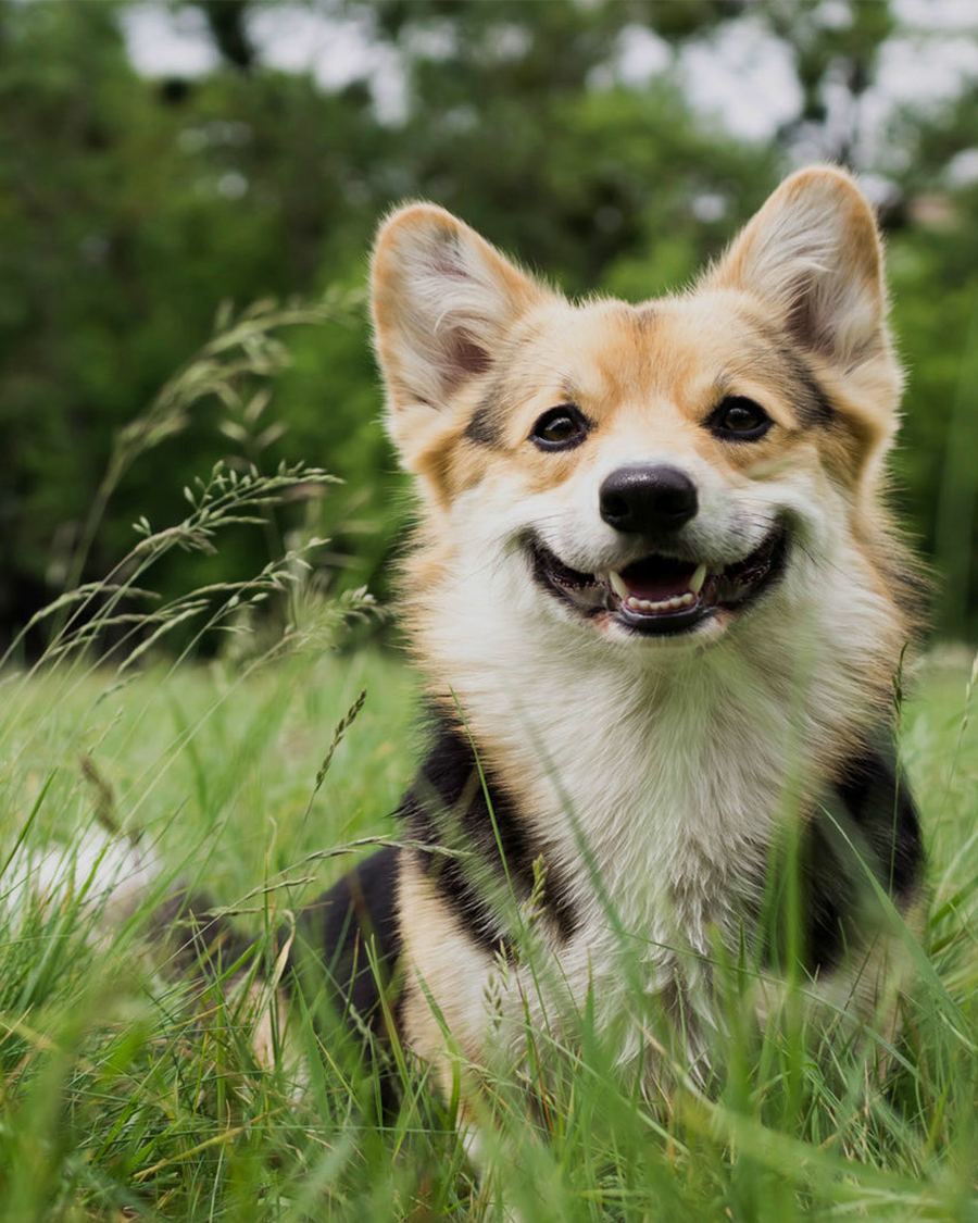 Perro corgi sonriendo entre el pasto